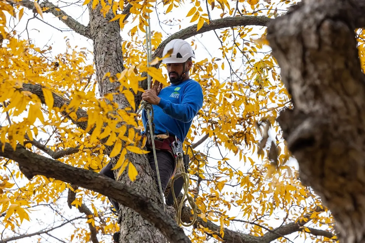 Skilled Tree Pruning crew working in Hunt